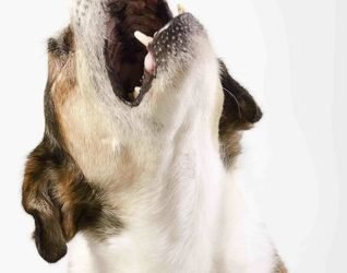 CCJ aprova criminalização de maus-tratos praticados contra cães e gatos