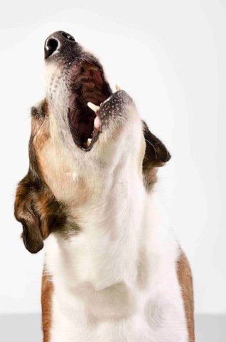 CCJ aprova criminalização de maus-tratos praticados contra cães e gatos