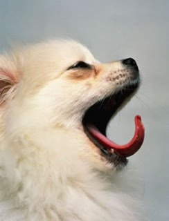 Cães imitam seus donos quando bocejam, aponta estudo