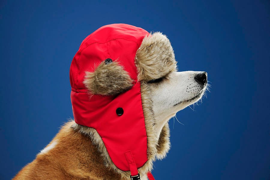 Cuidados com seu cachorro no inverno