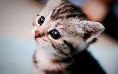 O primeiro mês do seu gatinho em casa