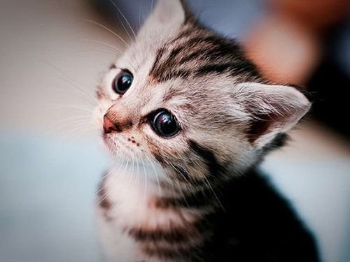 O primeiro mês do seu gatinho em casa