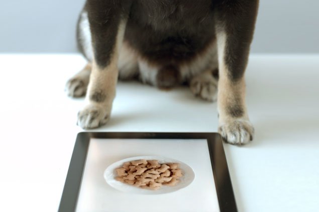 5 apps para cuidar do seu cachorro