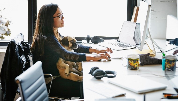 Ação leva cães e gatos para o escritório e diminui stress no escritório