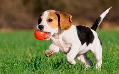 Dicas de negócios voltados ao mundo pet