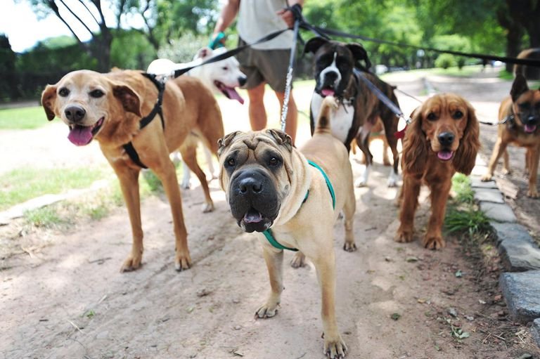 Dog walker: você ainda pode precisar de um