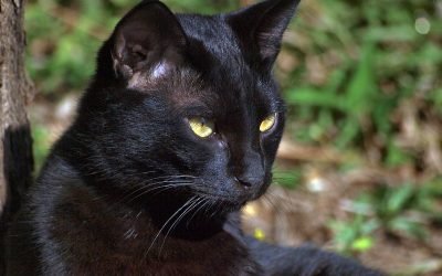 Os 5 mitos mais comuns sobre gatos