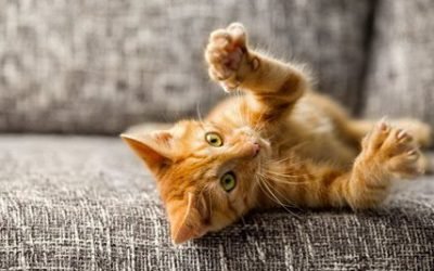 Dicas para adaptar a casa para cães e gatos