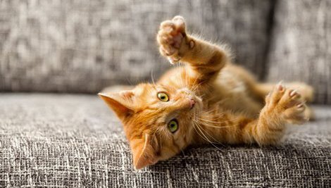 Dicas para adaptar a casa para cães e gatos