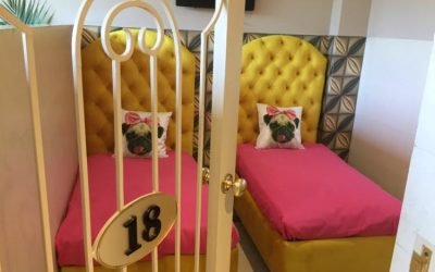 Hotel de luxo para cachorros é inaugurado na Índia