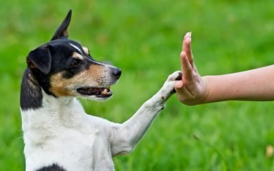 5 dicas para fazer os cachorros obedecerem com comandos simples