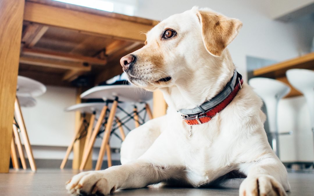 Amor por cachorros existe há 14mil anos