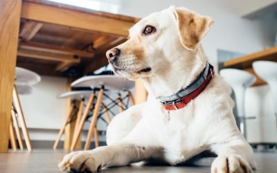 Amor por cachorros existe há 14mil anos