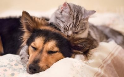 Cães e gatos podem ser amigos