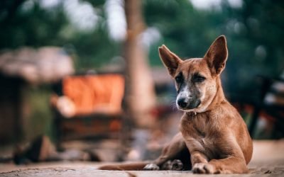 Conheça as vantagens de adotar um cão adulto
