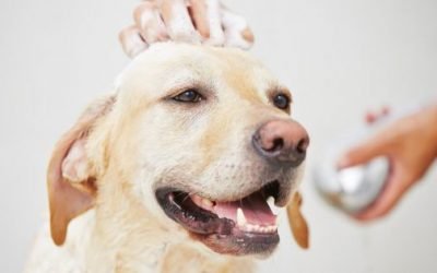 Com que frequência devemos dar banho em cachorros?