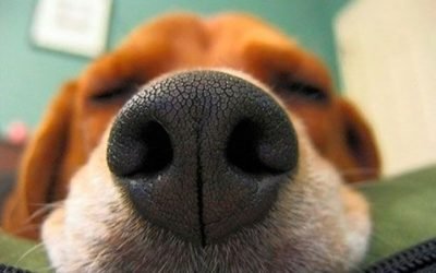 Saiba porque o nariz dos cachorros é gelado e úmido