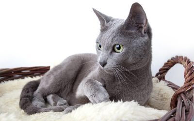 Conheça raças de gatos nativas da Rússia