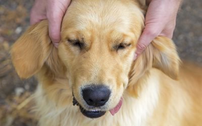 Cachorros amam carinho na orelha. Sabe o motivo?