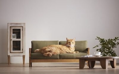 Designer cria móveis em miniatura para gatos