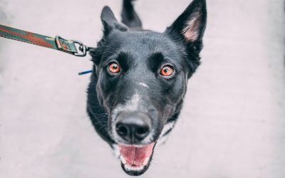 Seu cachorro te ama e vai tentar salvar sua vida