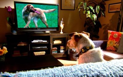 Conheça o primeiro canal de televisão para cães