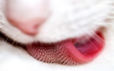 Pesquisadores explicam como as línguas dos gatos os mantêm limpos
