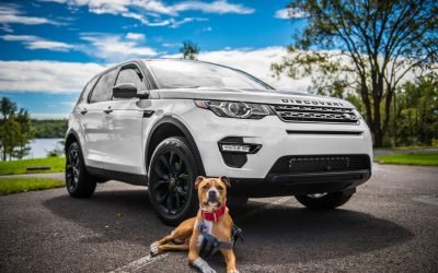 Dicas para um passeio de carro mais seguro com seu cão