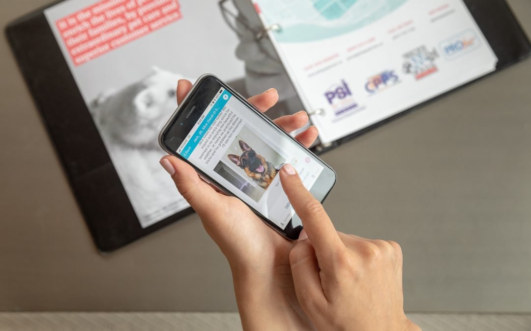 App brasileiro conecta pessoas que querem adotar pets