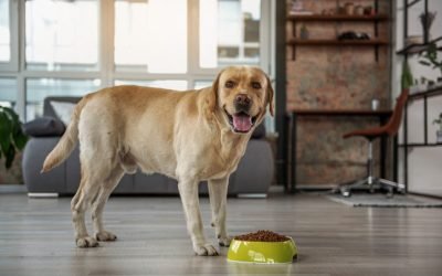 Dicas para cuidar do seu cão quando ele fica mais velho