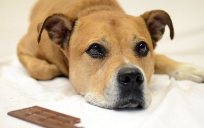 Seu cachorro não pode comer chocolate