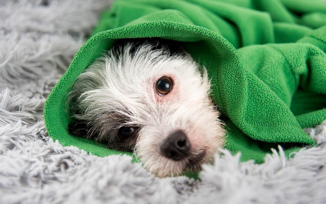 Saiba como prevenir os riscos de doenças respiratórias nos pets