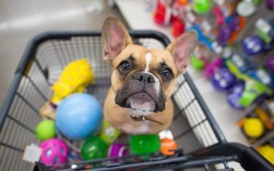 Novos cursos aproveitam expansão do mercado pet