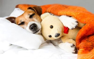 Como cuidar do pelo do seu cachorro nos meses mais frios do ano