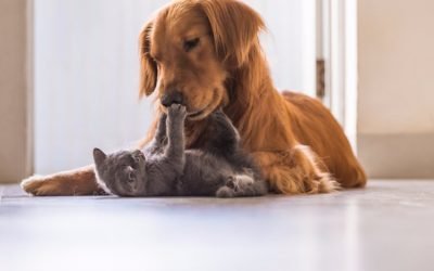 Cachorros e gatos convivendo juntos?