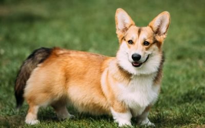 Curiosidades sobre os cachorros da rainha