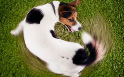 Coisas que você provavelmente não sabia sobre o rabo do cachorro