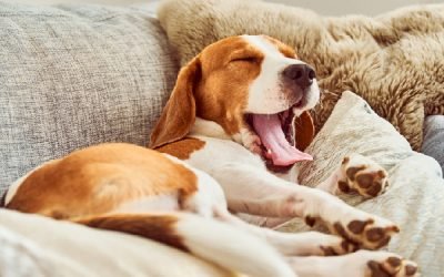 Bocejos humanos também contagiam cães