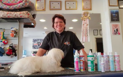 Cuidados básicos com o pet sem sair de casa