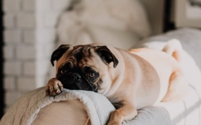 Seu cachorro é ansioso?