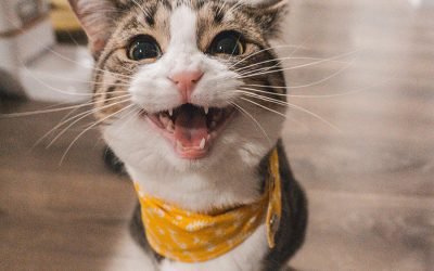 Por que seu pet está estranho na quarentena?