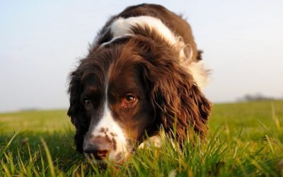 Curiosidade: a que distância um cão consegue ouvir e cheirar?