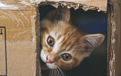 10 fotos de gatos que vão fazer seu dia melhorar