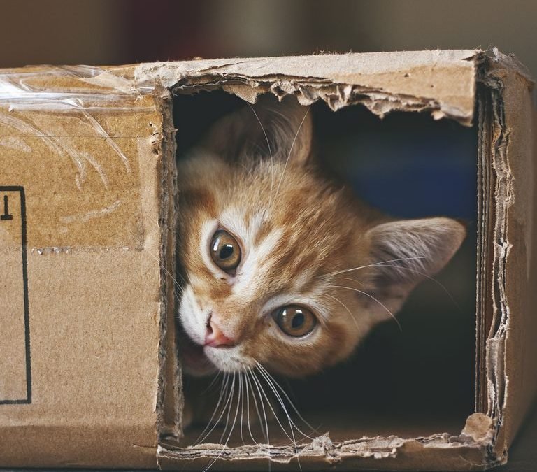 10 fotos de gatos que vão fazer seu dia melhorar