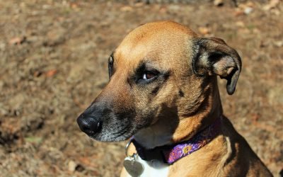 Será que os cachorros entendem as palavras que dizemos?