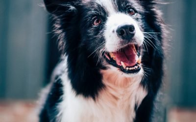 7 coisas que você não sabia sobre cães, de acordo com a ciência