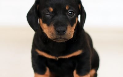 Como cães e gatos veem o mundo