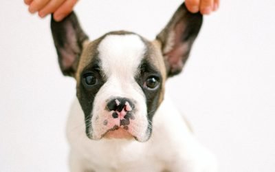 Cachorros amam carinho na orelha. Sabe o motivo?