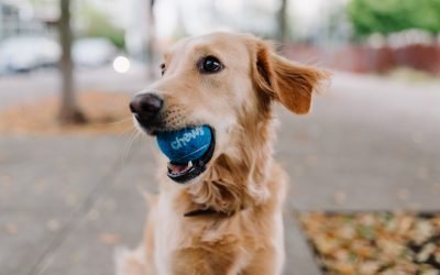 Comportamentos curiosos dos cães e explicações científicas