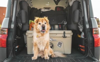 Vai viajar de carro com seu cão? Confira algumas dicas
